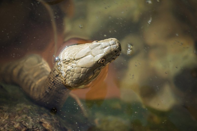 Уж водяной Донской
