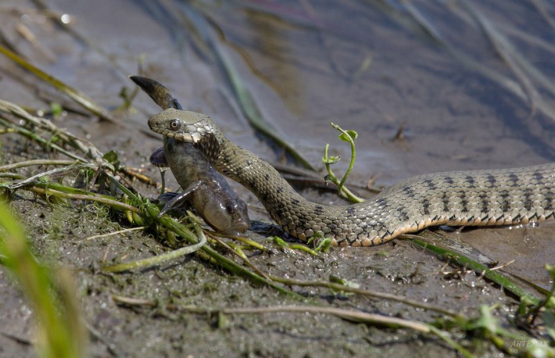 Водяной уж (Natrix tessellata)