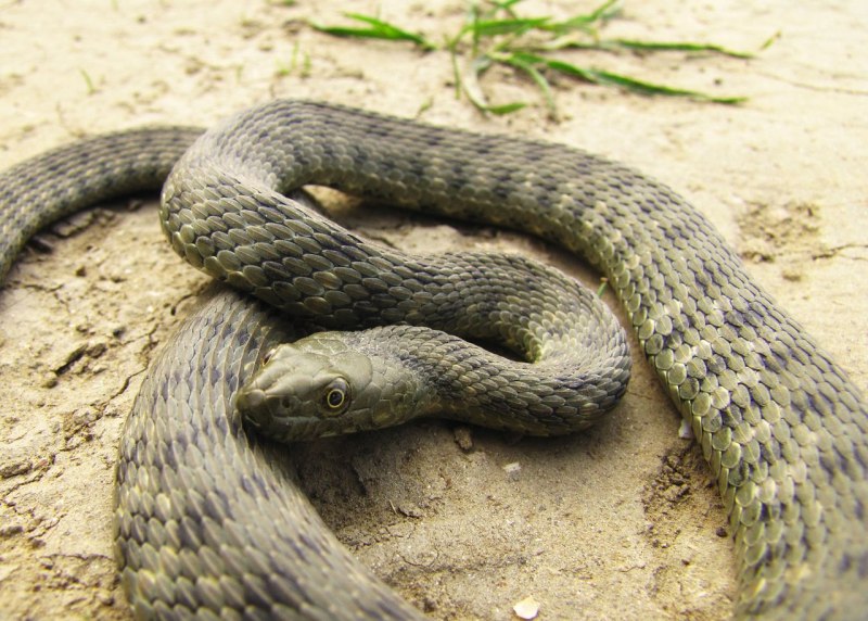Водяной уж (Natrix tessellata)