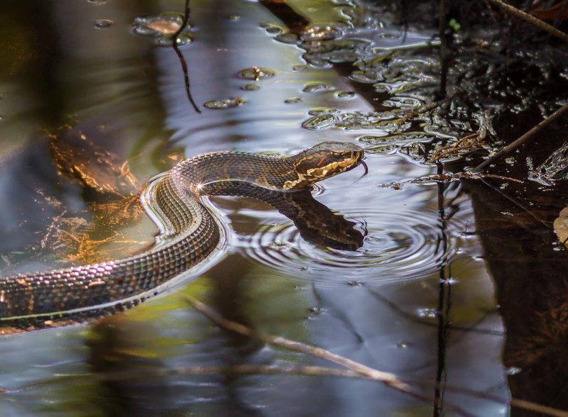 Водяной уж (Natrix tessellata)