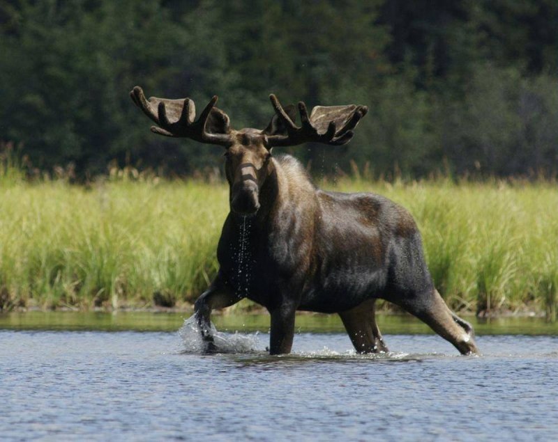 Американский Лось