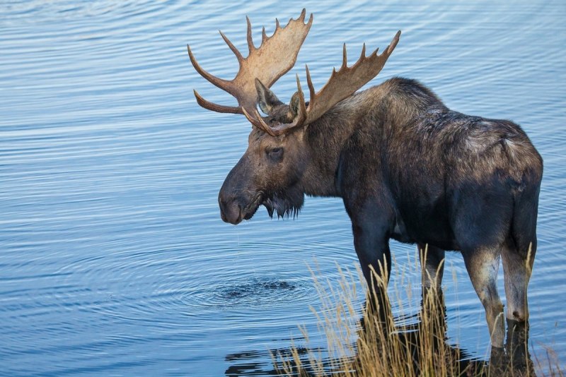 Cervus elaphus
