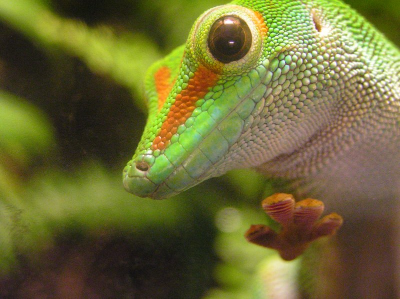 Токи Gekko Gecko зелёный