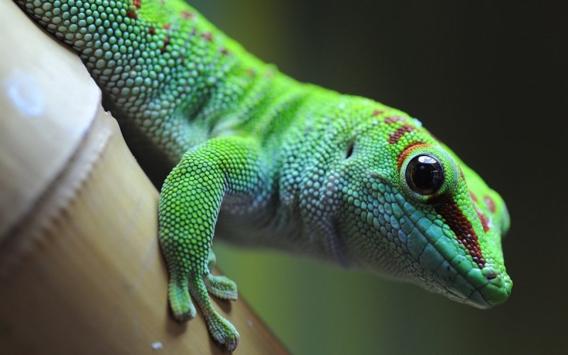 Phelsuma madagascariensis Grandis
