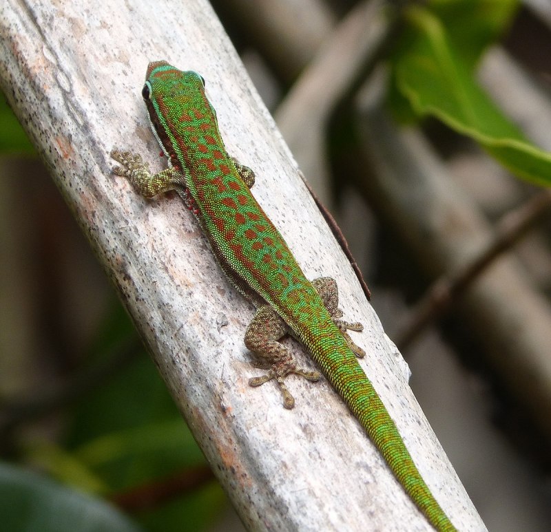 Phelsuma pasteuri
