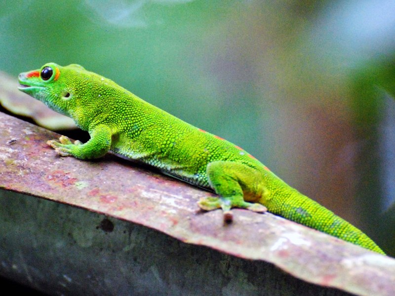 Phelsuma Ornata Blue