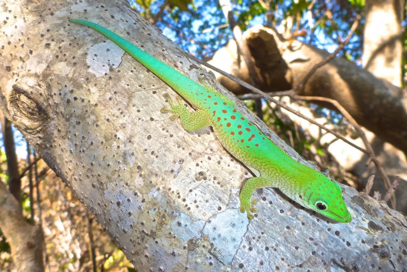 Широкохвостая фельзума (Phelsuma Laticauda)