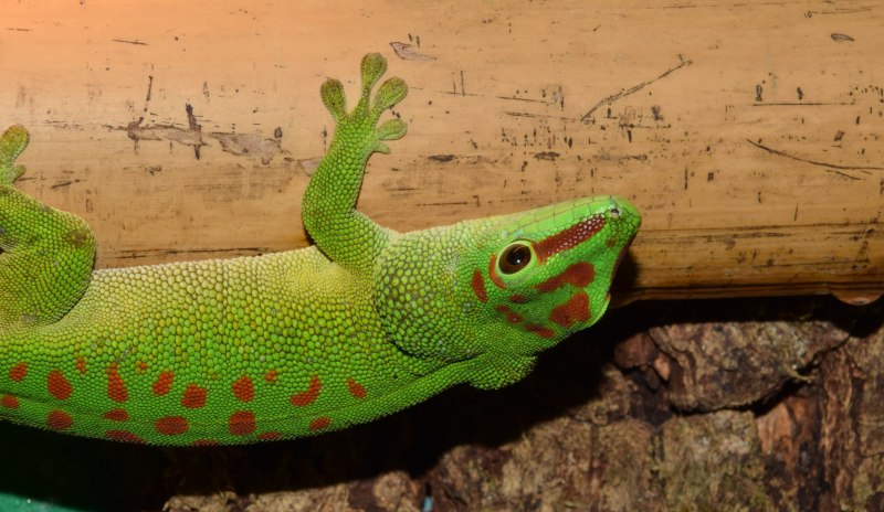 Phelsuma cepediana