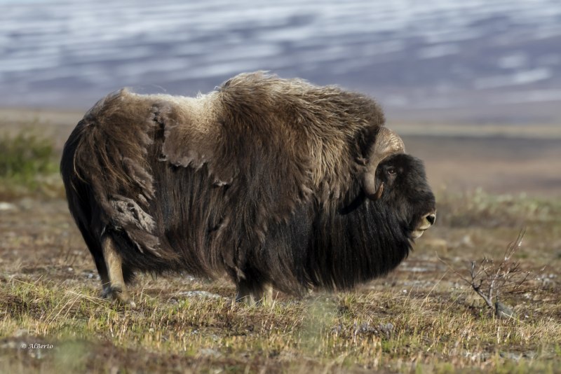 Овцебык в Северной Америке