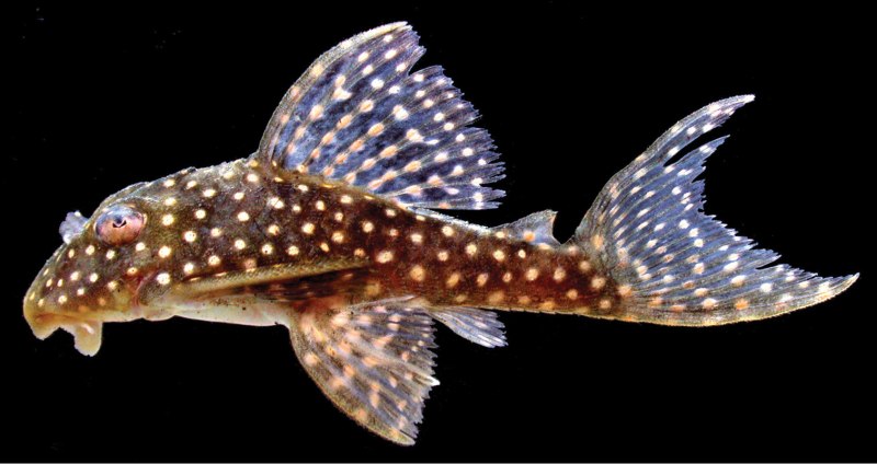 Acanthodoras spinosissimus