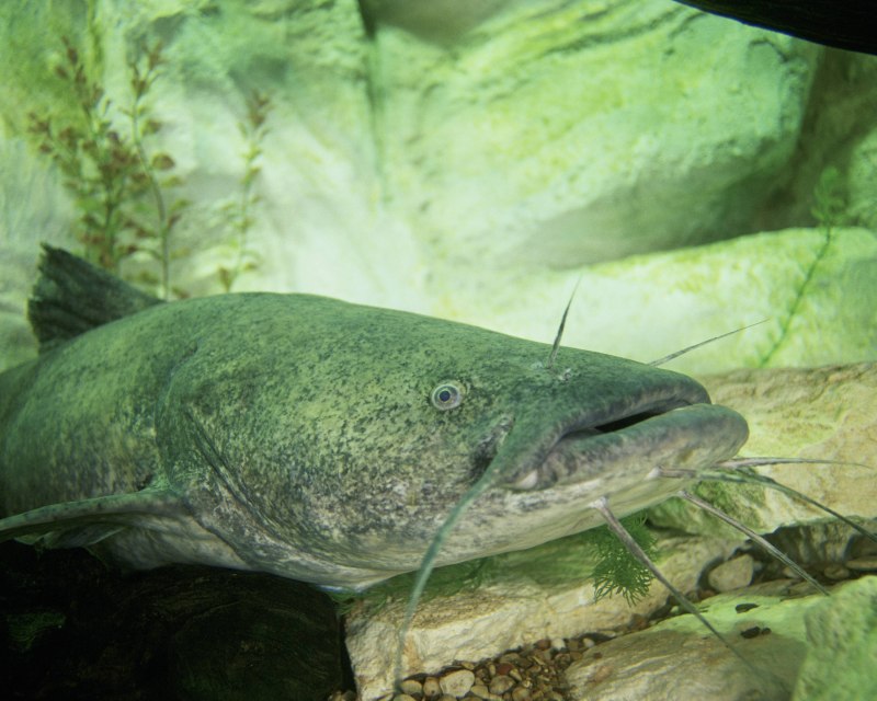 Silurus GLANIS