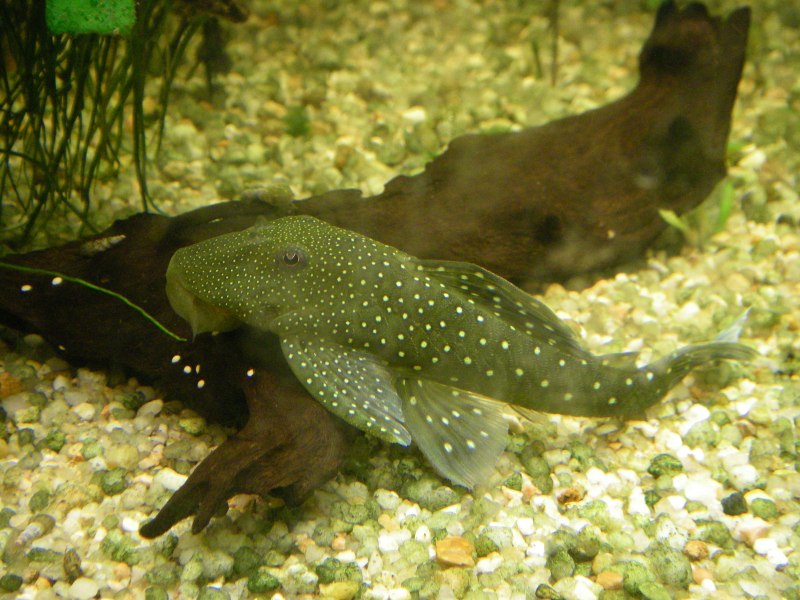 Baryancistrus xanthellus
