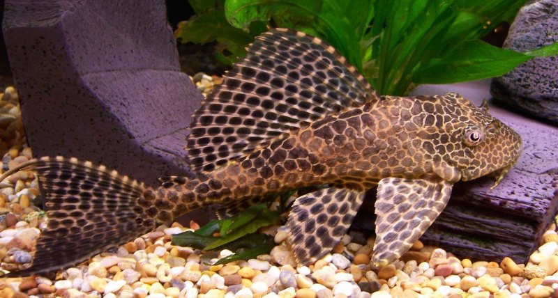 Pseudorinelepis genibarbis