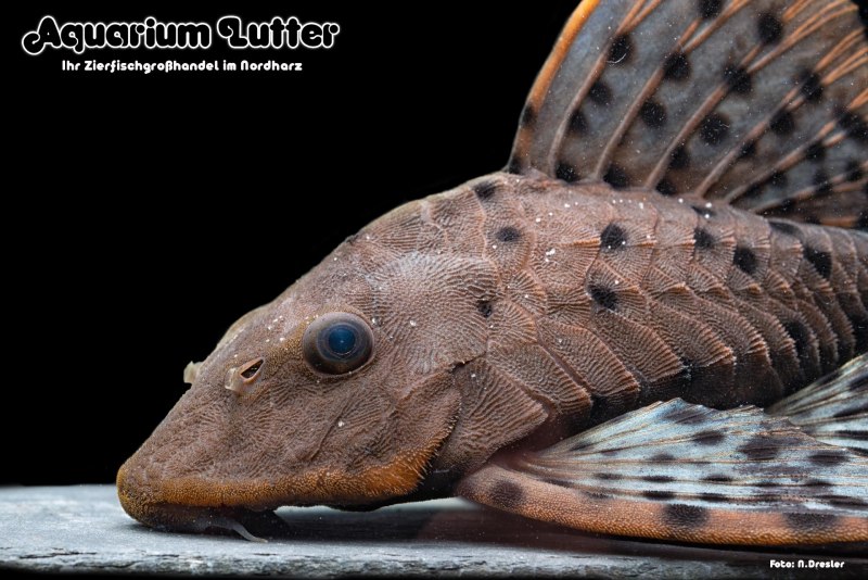 Armored Catfish