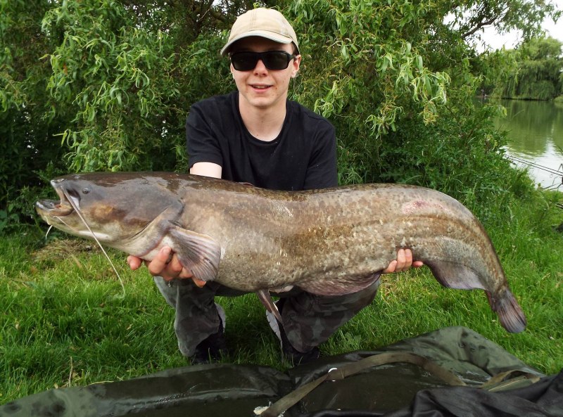 Вельский сом wels Catfish