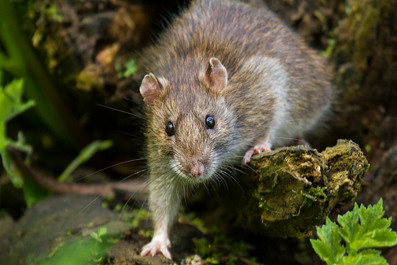 Серая крыса (Пасюк) - Rattus norvegicus.