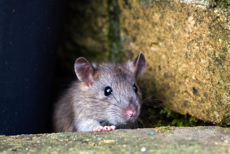 Серая крыса (Пасюк) - Rattus norvegicus.