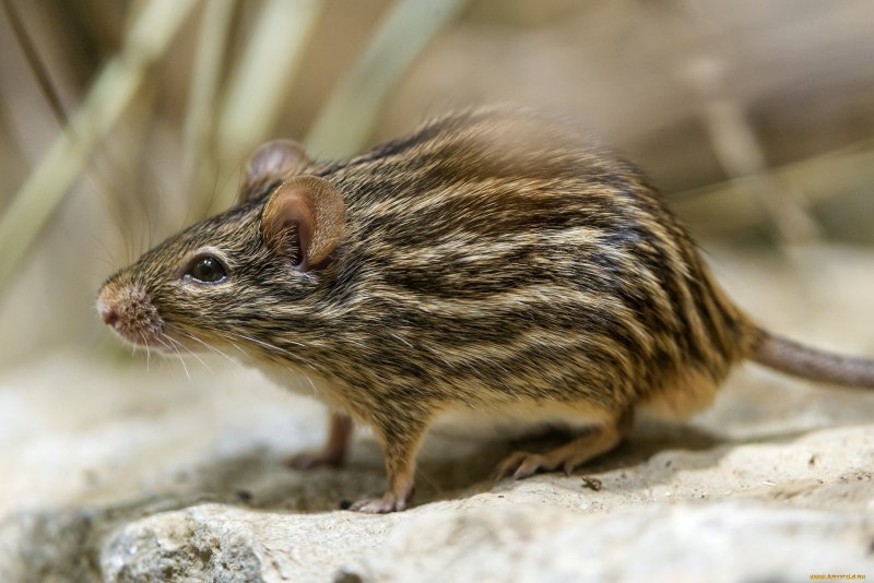 Mus musculus домовая мышь