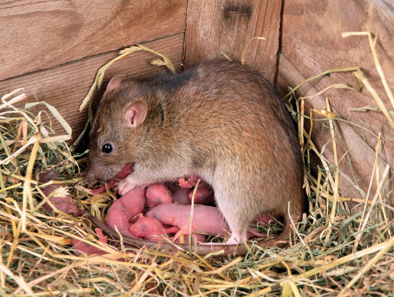 Серая крыса (Пасюк) - Rattus norvegicus.