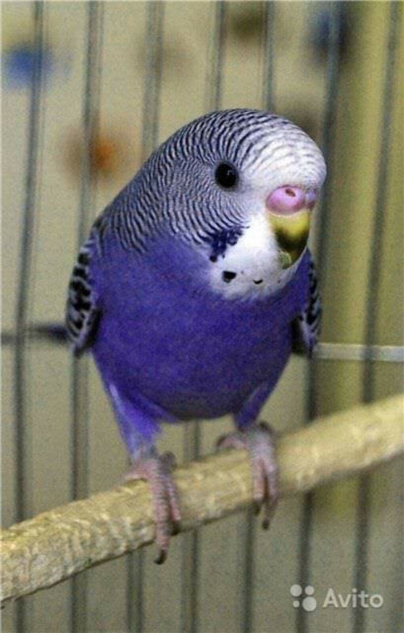 Волнистый попугай Budgie