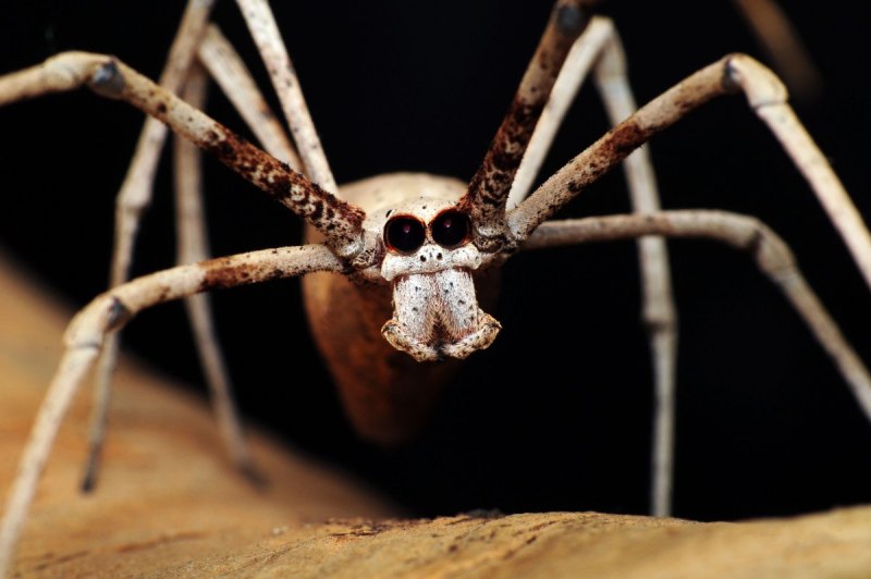 Паук Dinopidae spinosa