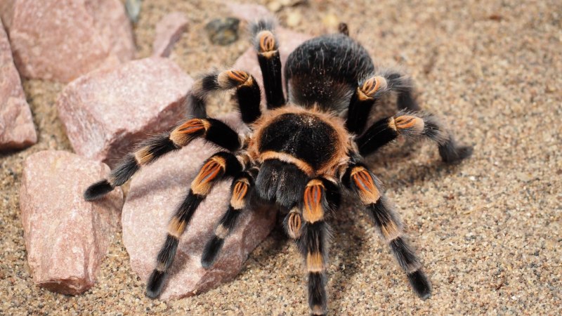 Паук Dinopidae spinosa