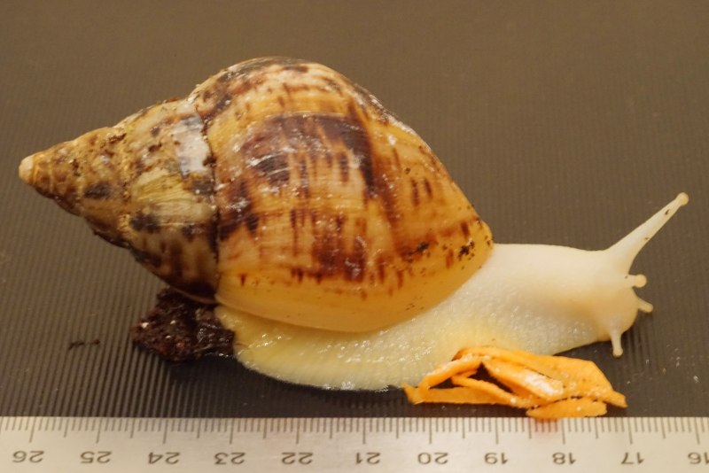 Achatina reticulata