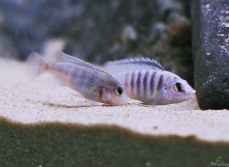 Псевдотрофеус Пиндани Pseudotropheus socolofi