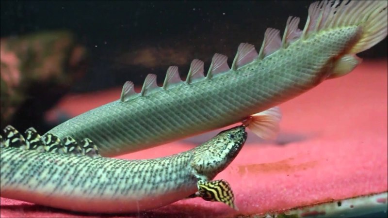 Полиптерус орнатипиннис (Polypterus ornatipinnis)