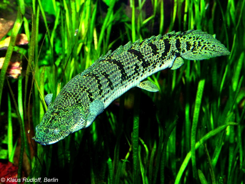 Полиптерус орнатипиннис (Polypterus ornatipinnis)