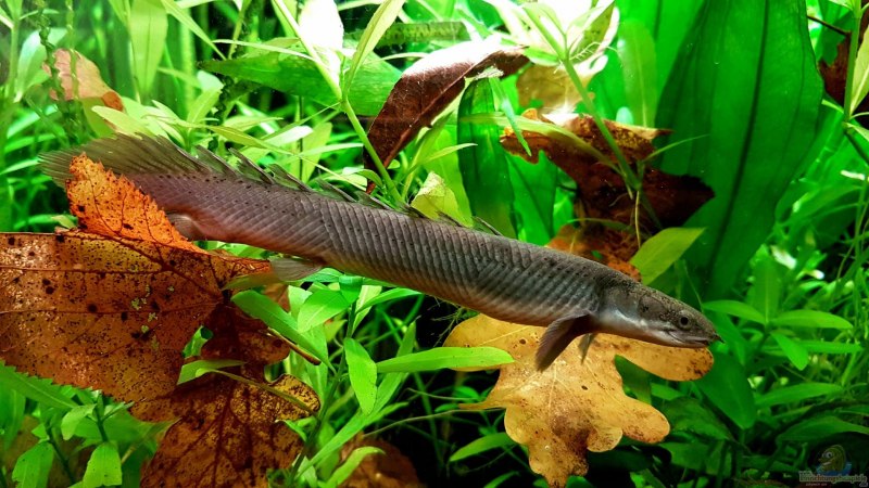 Polypterus senegalus
