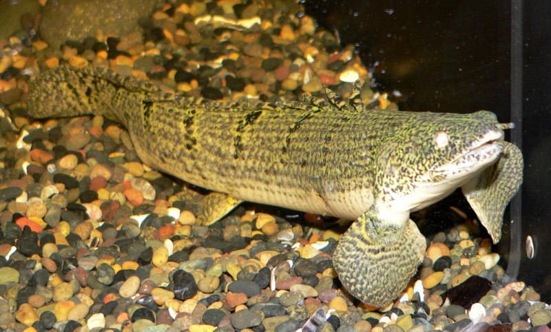 Полиптерус орнатипиннис (Polypterus ornatipinnis)