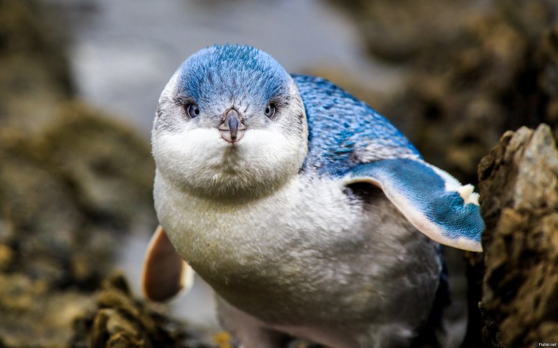 Голубой пингвин (66 фото)