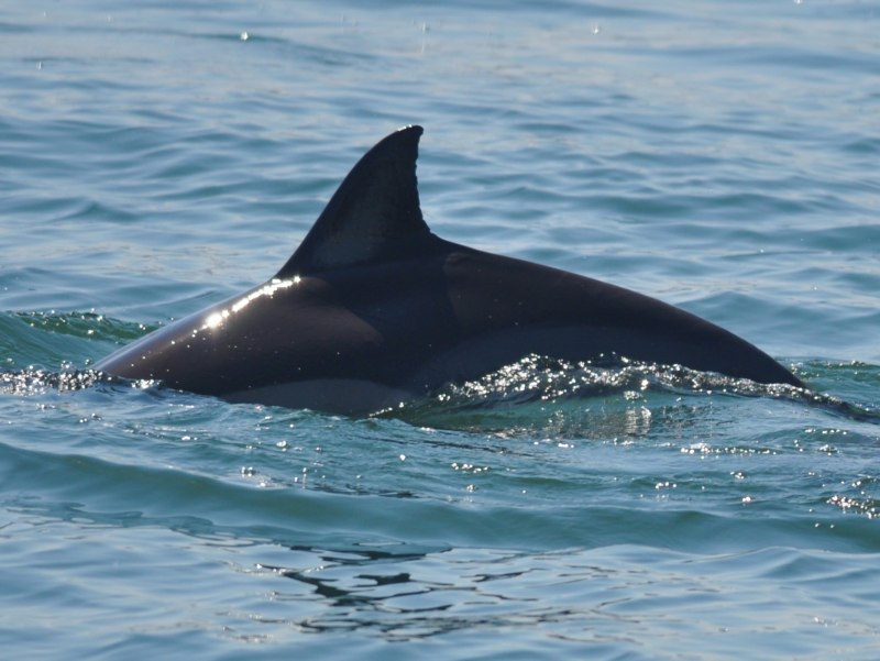 Delphinus Греция