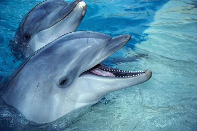 Delphin Ocean