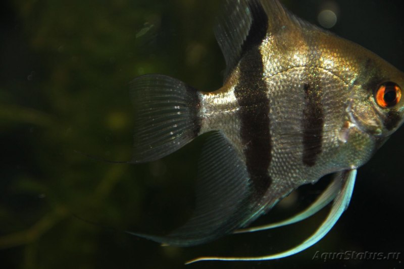 Pterophyllum eimekei