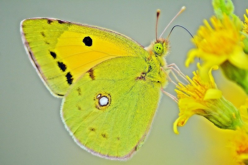 Gonepteryx rhamni лимонница