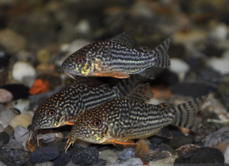 Коридорас Штерба Corydoras sterbai