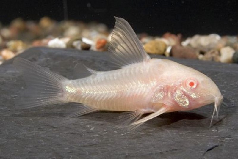 Коридорас Штерба Corydoras sterbai