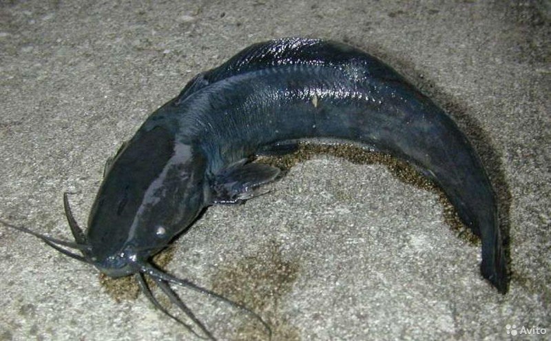Wels Catfish
