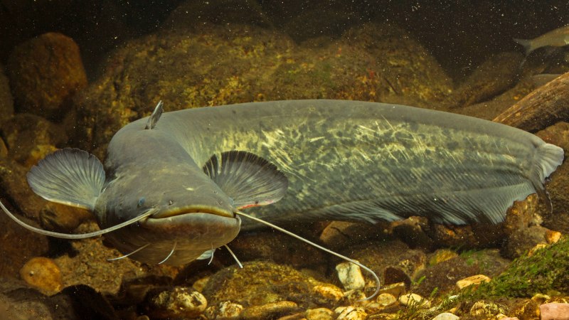 Сом обыкновенный Silurus GLANIS