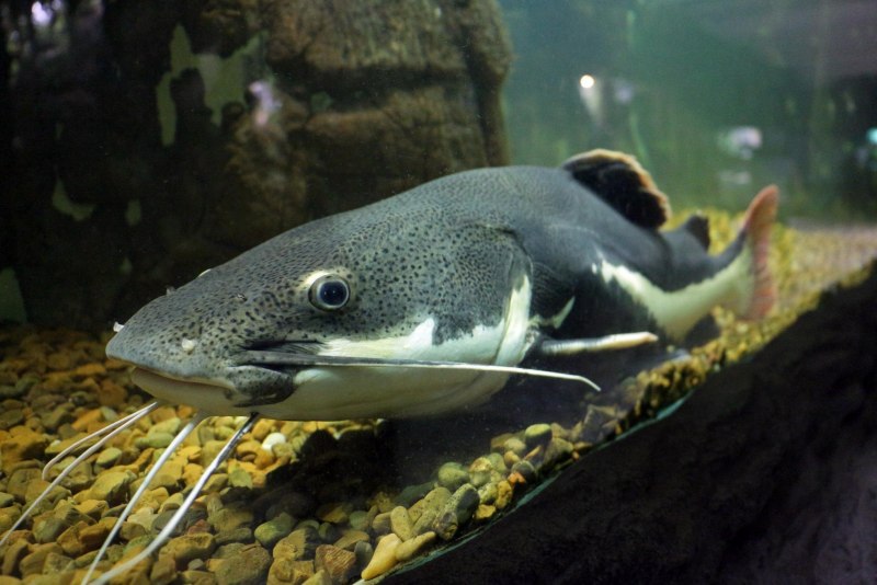Сом Солдатова Soldatov Catfish