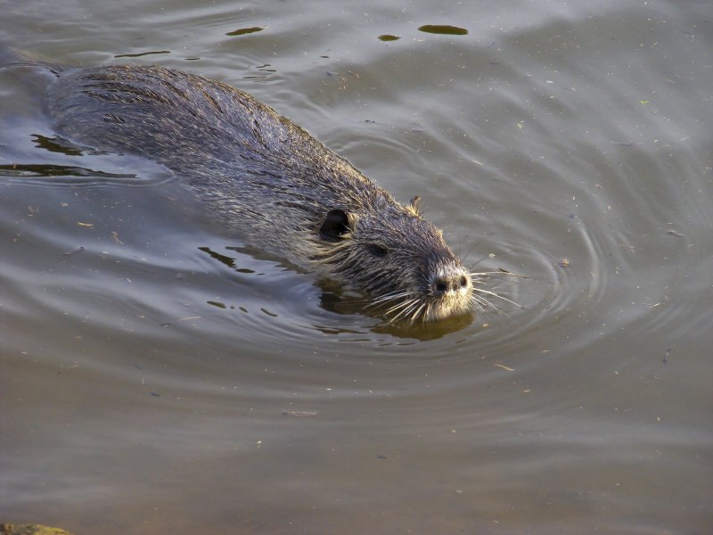 Водяная полевка Arvicola terrestris