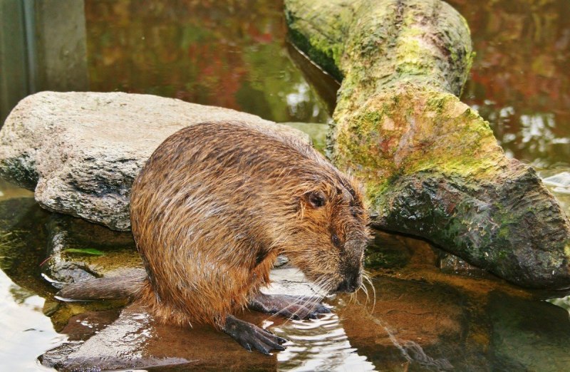 Myocastor coypus нутрия