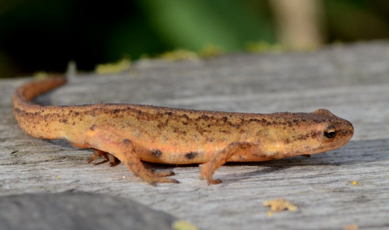 Notophthalmus viridescens