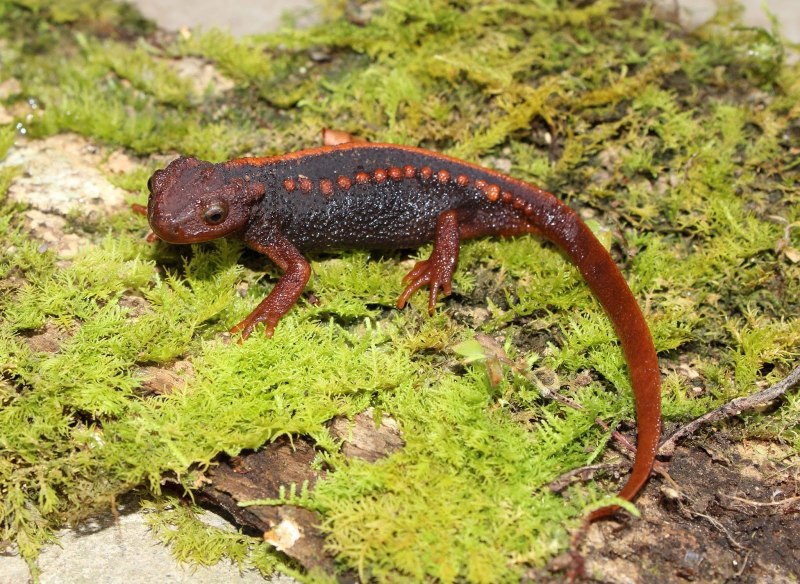 Обыкновенный Тритон Lissotriton vulgaris l