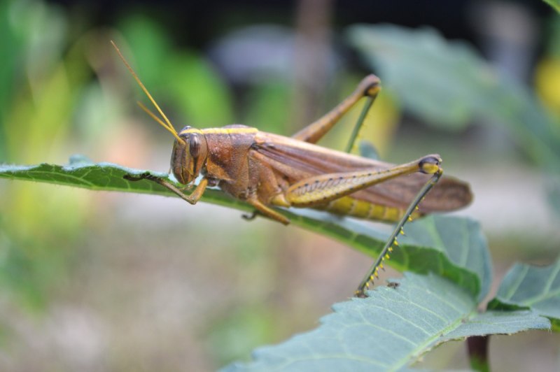 Chorthippus biguttulus