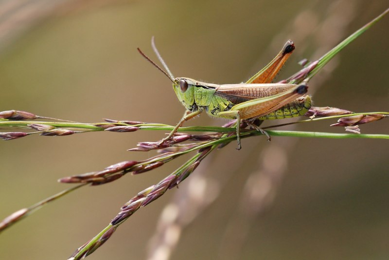 Саранча Перелетная locusta migratoria