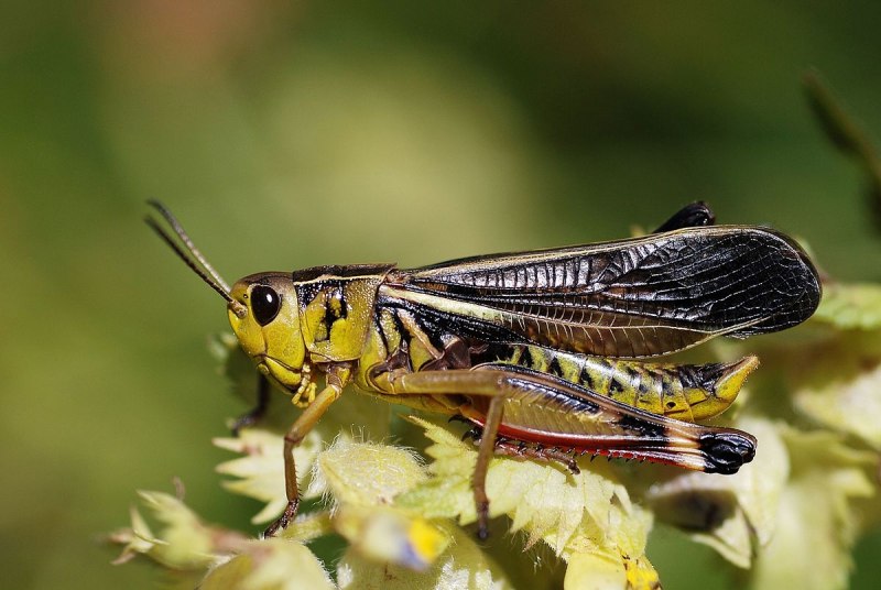 Chorthippus montanus