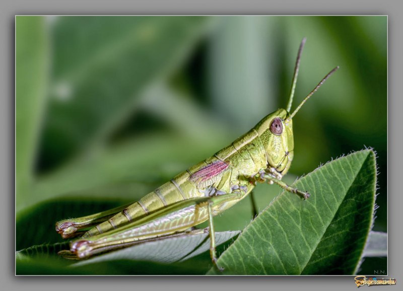 Tettigonia viridissima